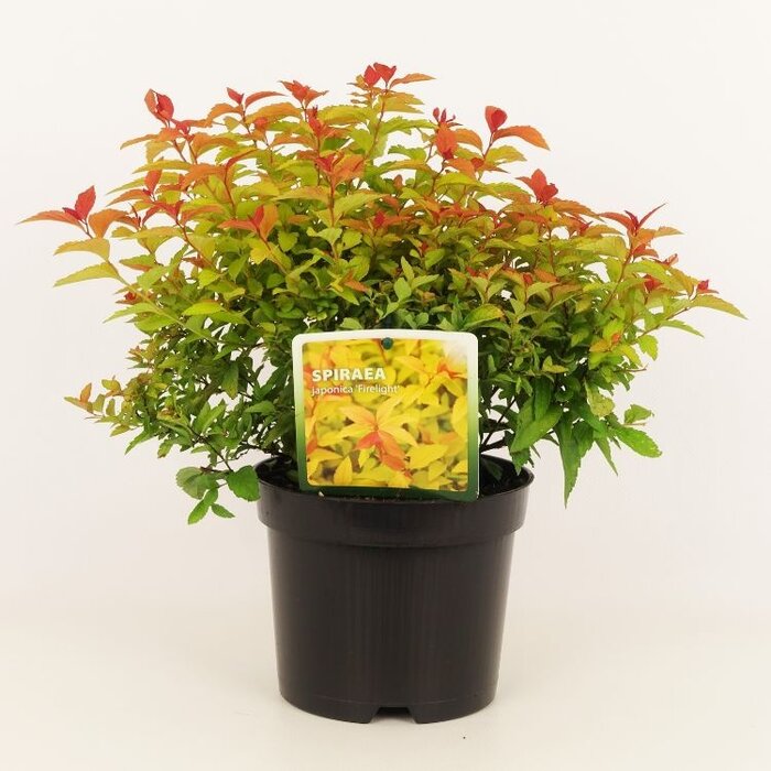 Spierstruik (Spirea japonica 'Firelight')