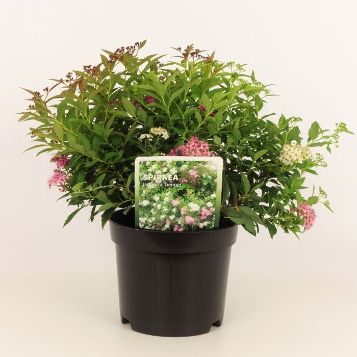 Spierstruik (Spirea japonica 'Genpei')