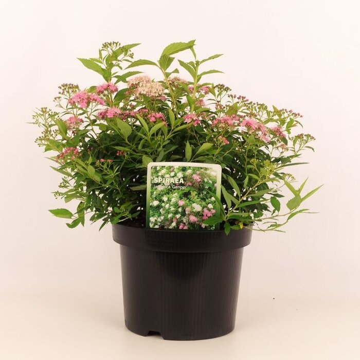 Spierstruik (Spirea japonica 'Genpei')