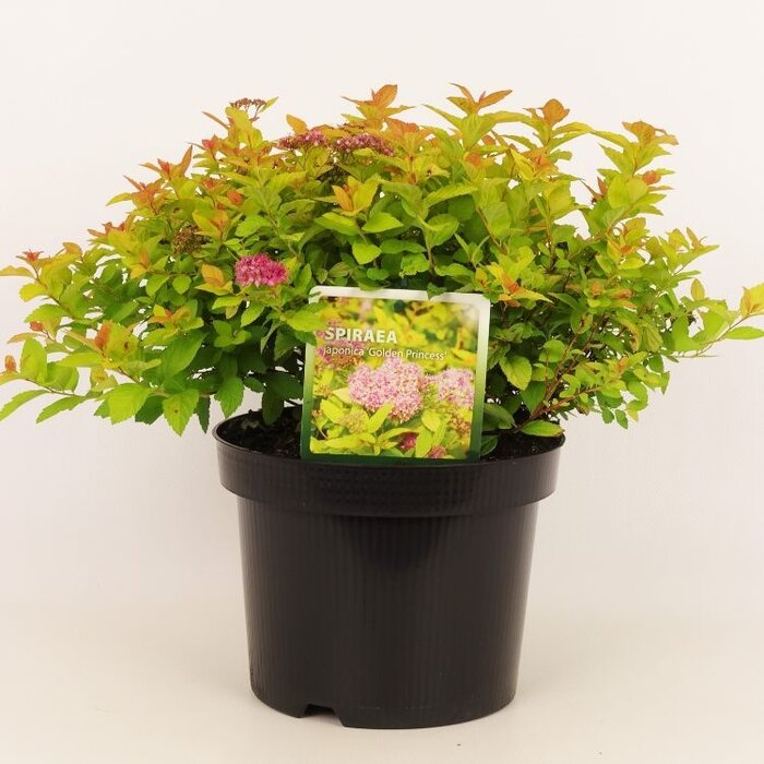 Spierstruik (Spirea japonica 'Golden Princess')