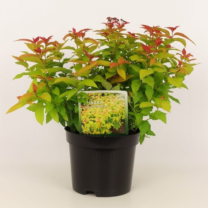 Spierstruik (Spirea japonica 'Goldflame')