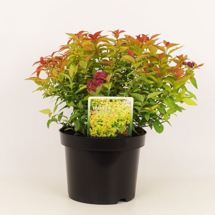 Spierstruik (Spirea japonica 'Goldflame')