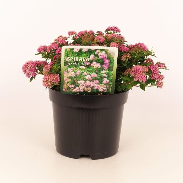 Spierstruik (Spirea japonica 'Nana')