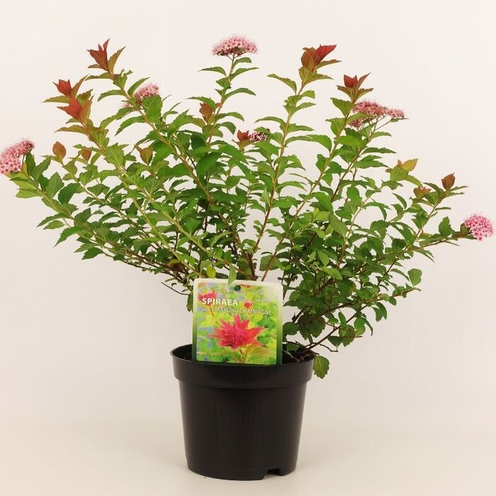 Spierstruik (Spirea japonica 'Sparkling Champagne')