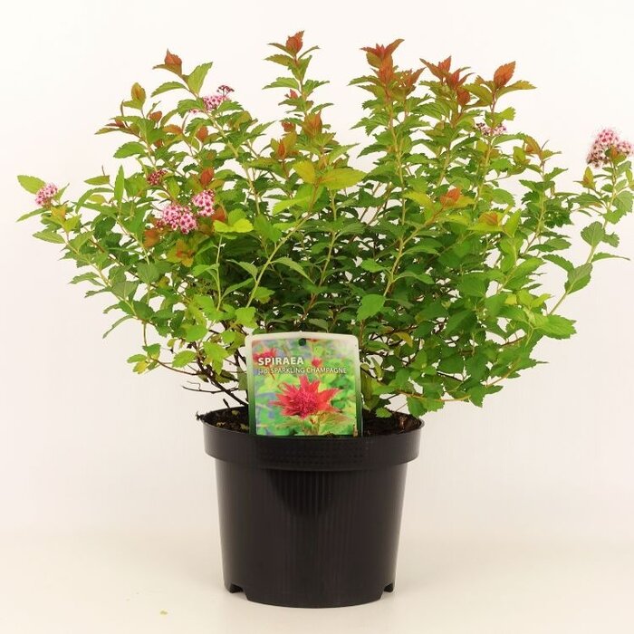 Spierstruik (Spirea japonica 'Sparkling Champagne')