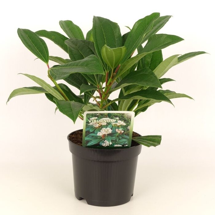 Sneeuwbal (Viburnum davidii)