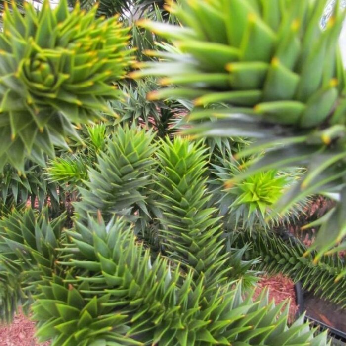 Apenboom - Araucaria araucana
