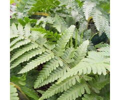 Mannetjesvaren - Dryopteris filix-mas