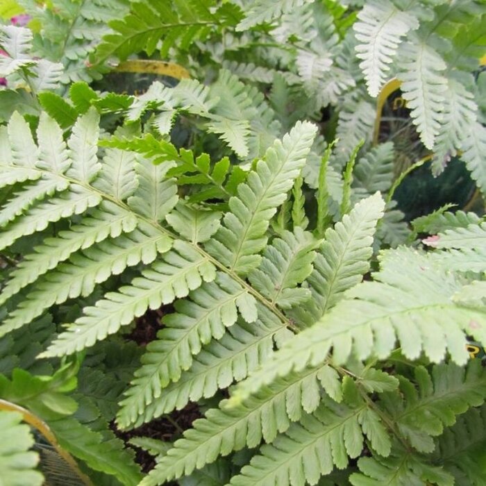 Mannetjesvaren - Dryopteris filix-mas