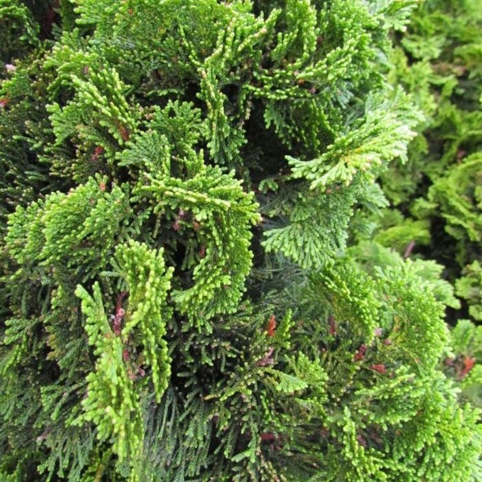 Dwergcipres - Chamaecyparis obtusa 'Nana Gracilis'