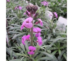 Steenraket - Erysimum  - Erysimum 'Bowles Mauve'