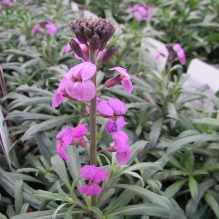 Steenraket - Erysimum - Erysimum 'Bowles Mauve'