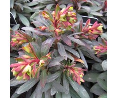 Amandelwolfsmelk - Euphorbia amygdaloides 'Purpurea'