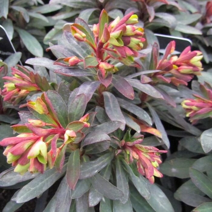 Amandelwolfsmelk - Euphorbia amygdaloides 'Purpurea'