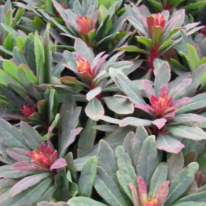 Amandelwolfsmelk - Euphorbia amygdaloides 'Purpurea'
