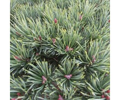 Grove Den - Pinus sylvestris 'Watereri'
