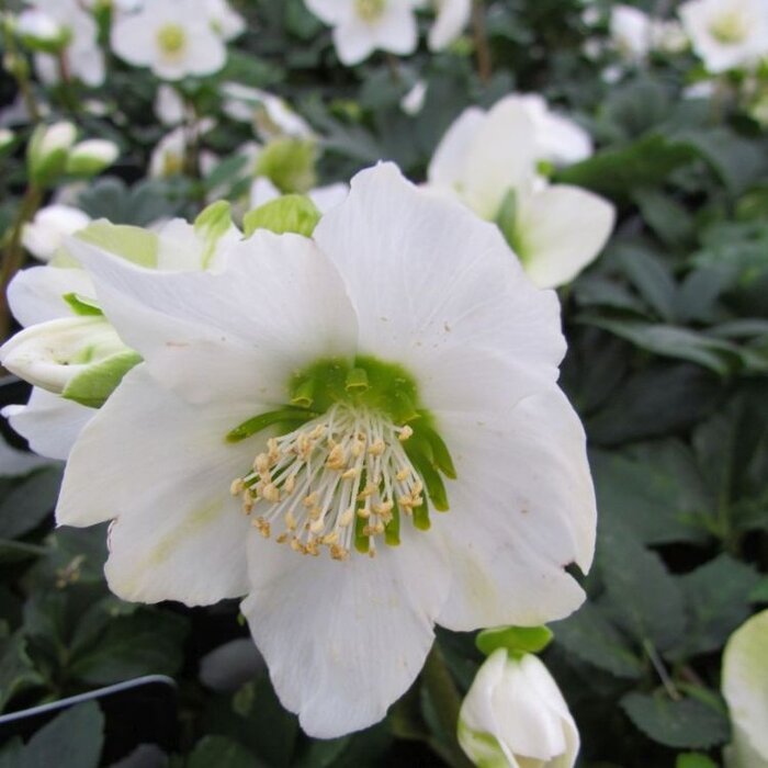 Kerstroos - Helleborus niger