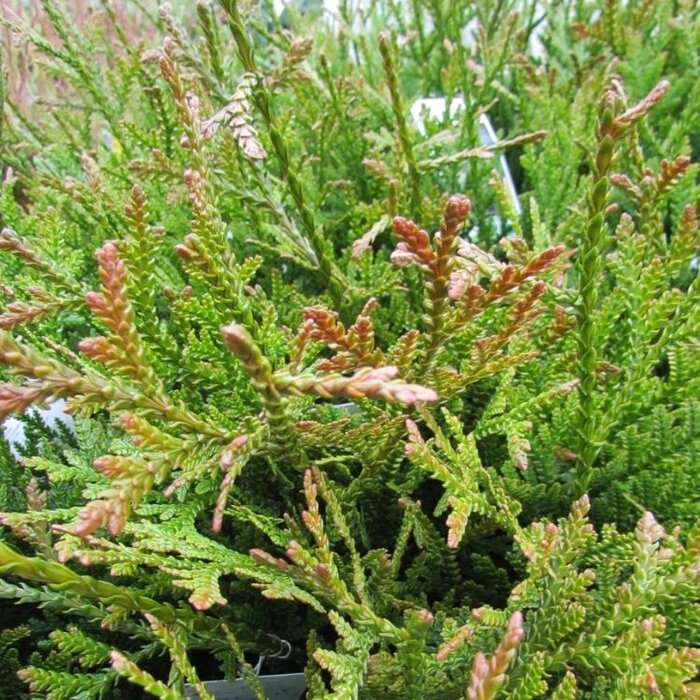Hibacipres - Thujopsis dolabrata