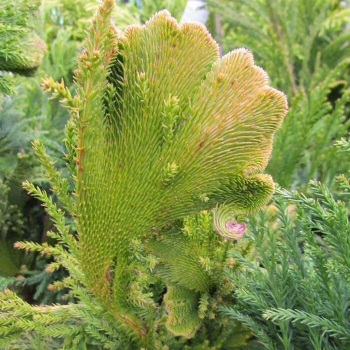 Japanse cipres - Cryptomeria japonica 'Cristata'