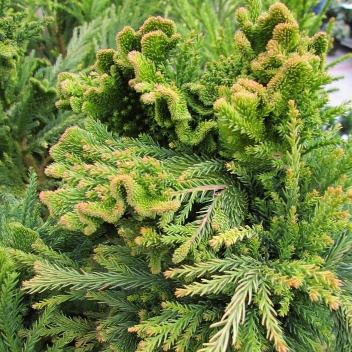 Japanse cipres - Cryptomeria japonica 'Cristata'