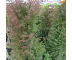 Japanse cipres - Cryptomeria japonica 'Elegans Virides'