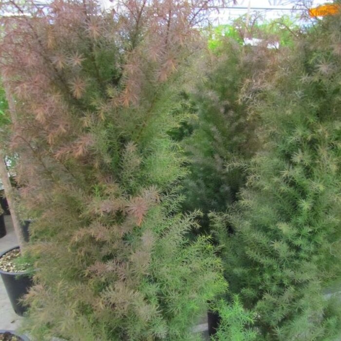 Japanse cipres - Cryptomeria japonica 'Elegans Virides'