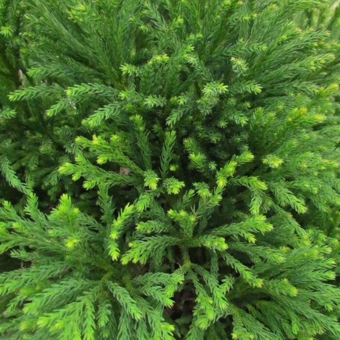 Japanse cipres - Cryptomeria japonica 'Globosa Nana'