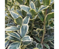 Kardinaalshoed - Euonymus japonicus 'Aureomarginatus'