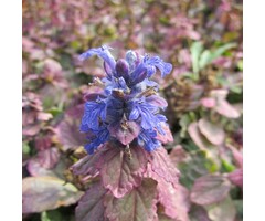 Kruipend zenegroen - Ajuga reptans 'Burgundy Glow'