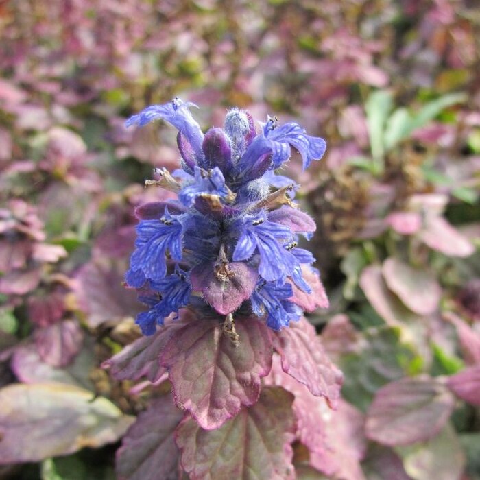 Kruipend zenegroen - Ajuga reptans 'Burgundy Glow'