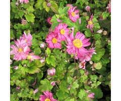 Anemoon - Anemone Annabella 'Deep Rose'