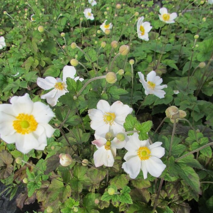 Herfst anemoon - Anemone hybrida 'Honorine Jobert'