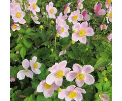 Herfstanemoon - Anemone hybrida 'Konigin Charlotte'