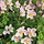 Herfstanemoon - Anemone hybrida 'Konigin Charlotte'