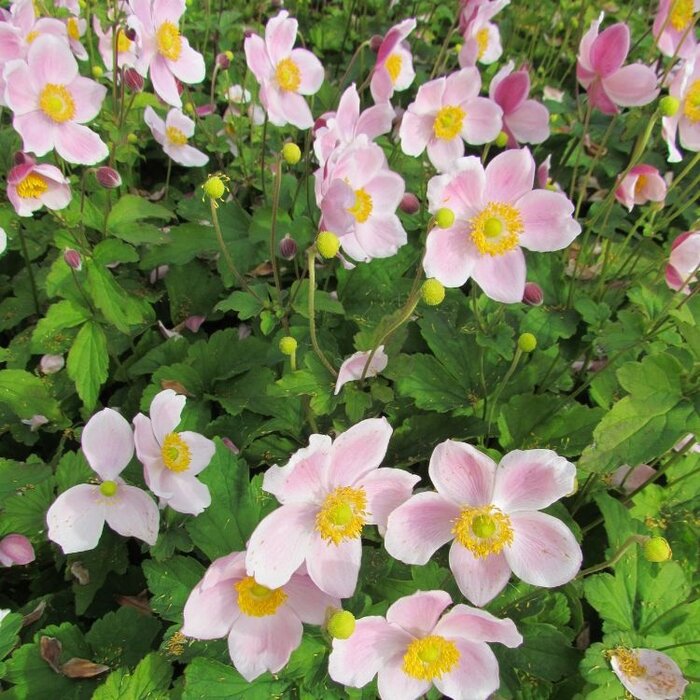 Herfstanemoon - Anemone hybrida 'Konigin Charlotte'