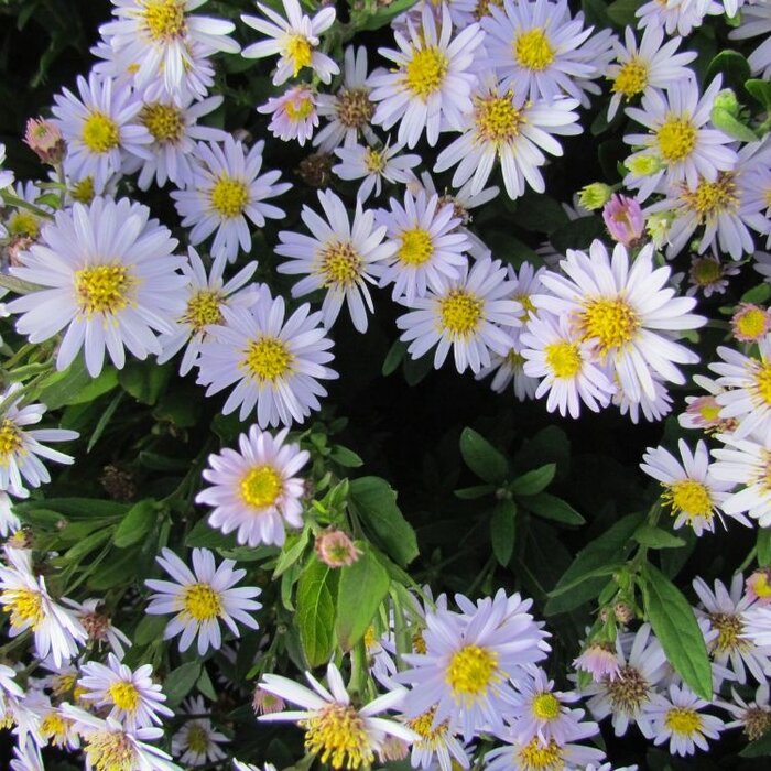 Dwergaster - Aster ageratoides 'Stardust'