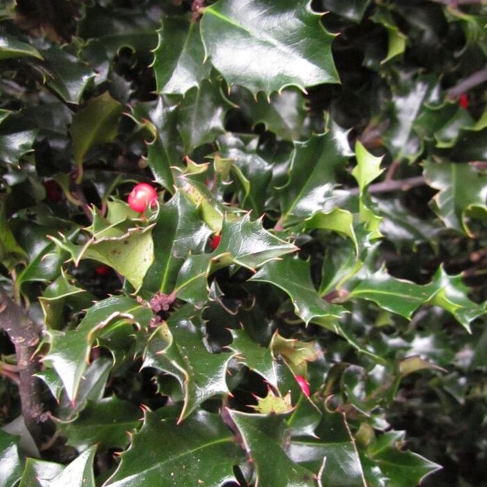 Blauwe hulst (Ilex meserveae 'Blue Angel')