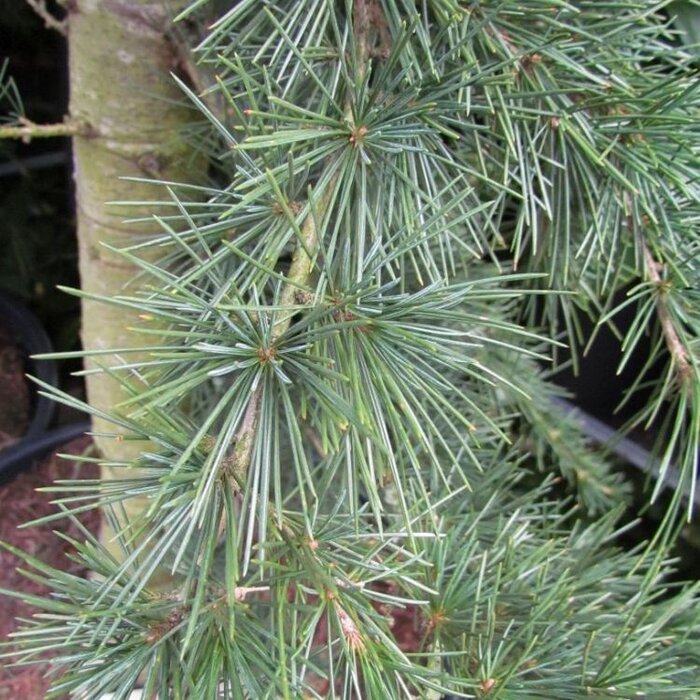 Blauwe treurceder - Cedrus libani 'Glauca Pendula'