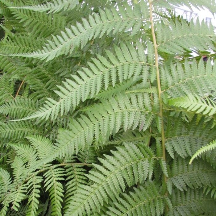 Boomvaren - Dicksonia antarctica