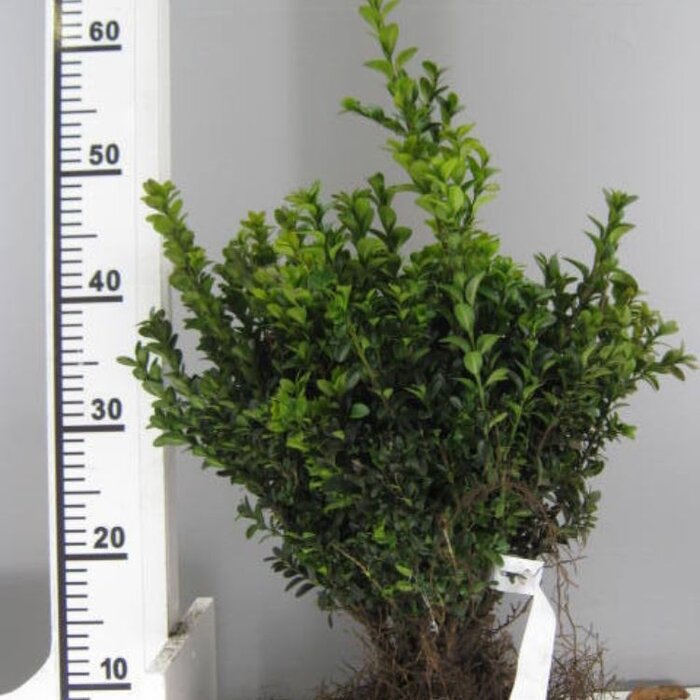 Buxus sempervirens - Buxushaag (Kale wortel) PRE-ORDER