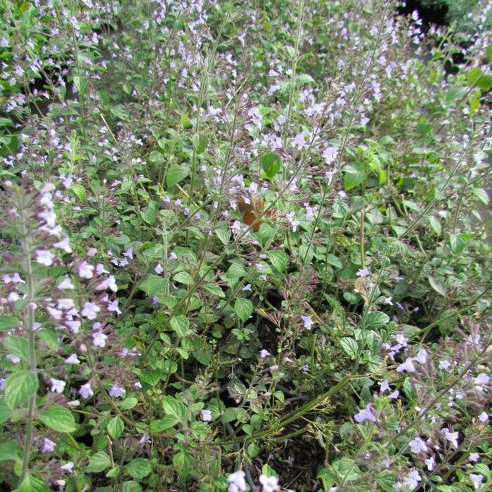 Steentijm - Calamintha nepeta nepeta
