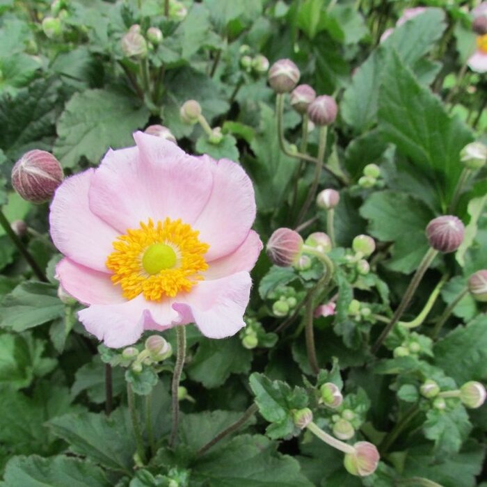 Herfstanemoon - Anemone hybrida 'Konigin Charlotte'