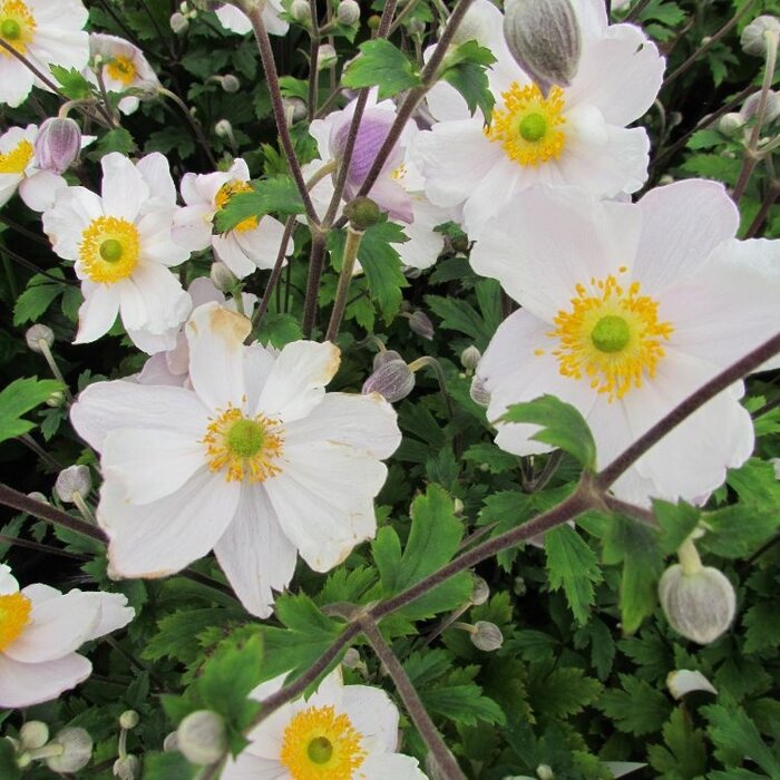Bosanemoon - Anemone sylvestris