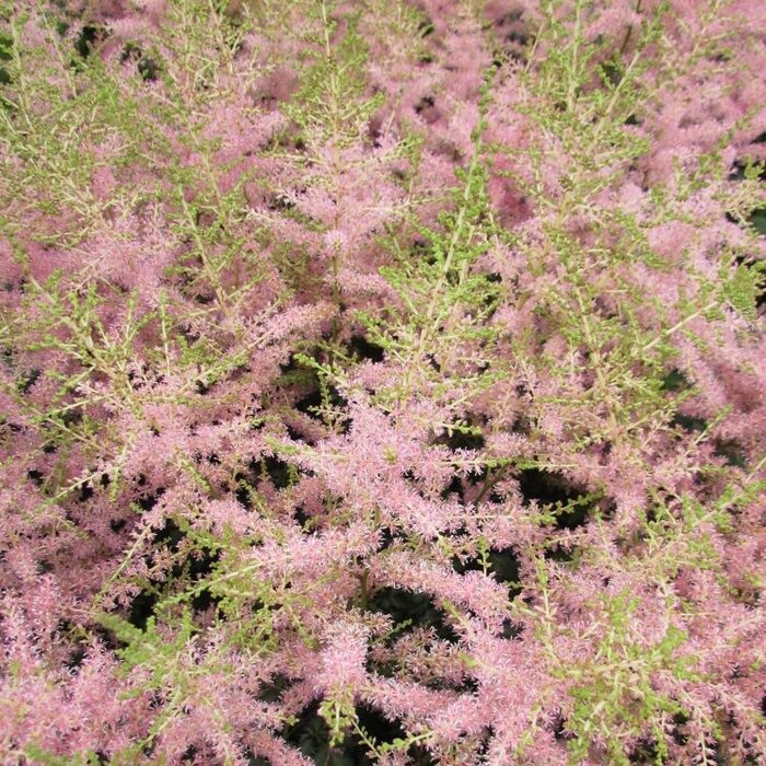 Spirea - Astilbe japonica Eropa