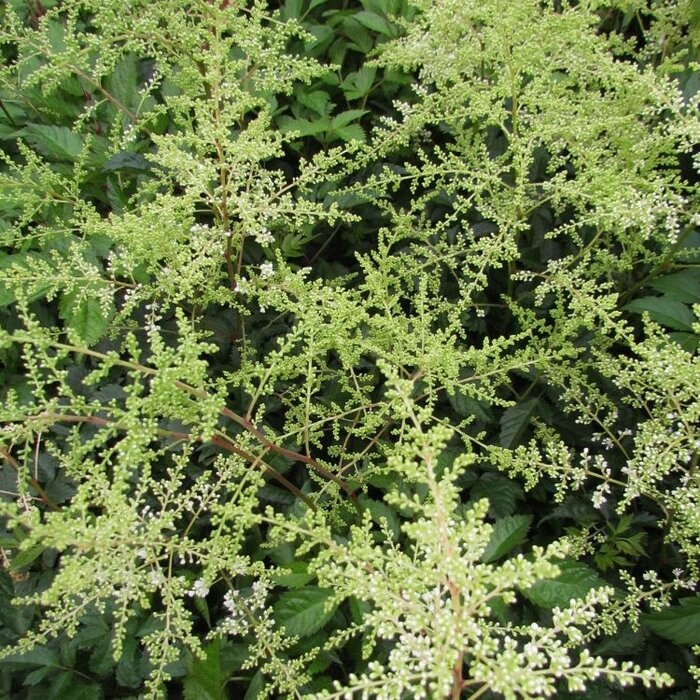 Spirea - Astilbe japonica 'Deutschland'