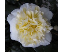 Camelia - Camellia japonica 'Alba plena'