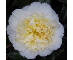 Camelia - Camellia japonica 'Brushfield's Yellow'