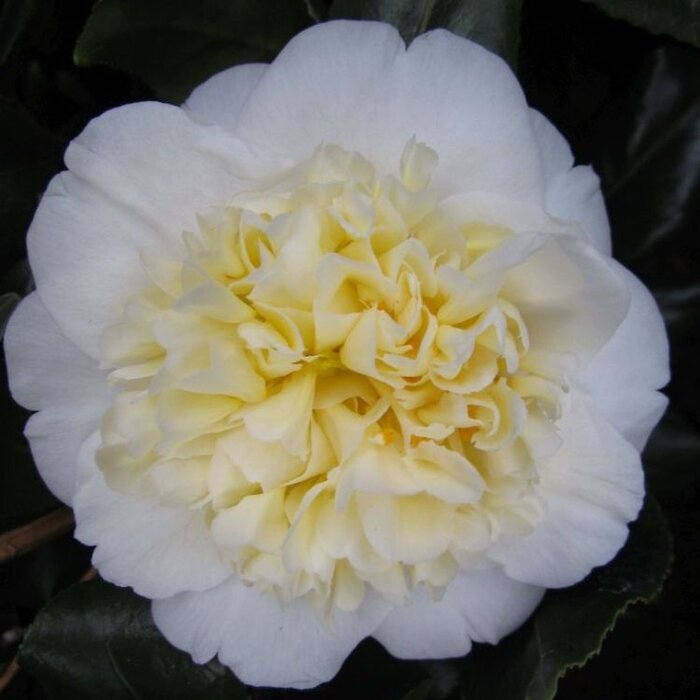 Camelia (Camellia japonica 'Brushfield's Yellow')