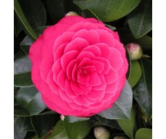 Camelia - Camellia japonica 'Lady Campbell'