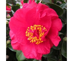 Camelia - Camellia japonica Mary Williams'